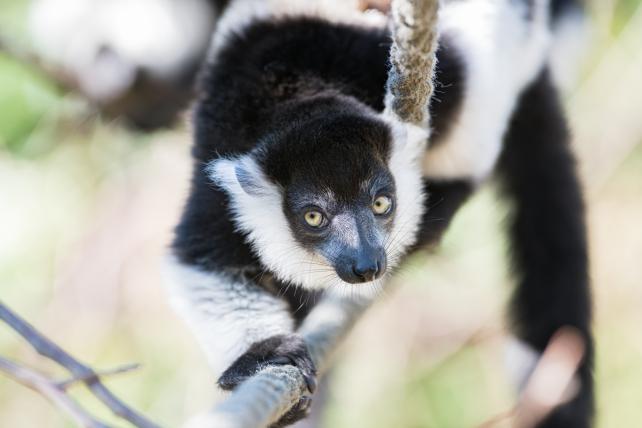 Nachwuchs bei den Gürtelvaris im Zoo Basel