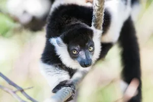 Die Vari-Familie im Zoo Basel hat Zuwachs bekommen.