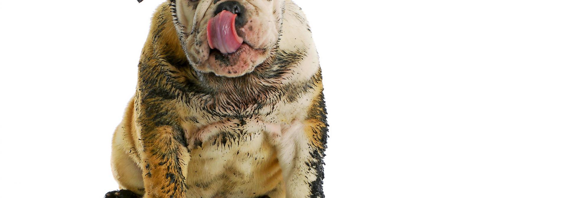Was tun wenn der Hund stinkt