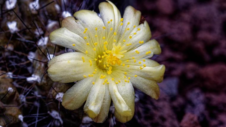 Copiapoa fiedleriana blüht