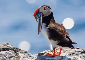 Die Papageitaucher paaren sich auf dem Meer und ziehen im Frühling an die Küste. Dort wirbt das Männchen um sein Weibchen.