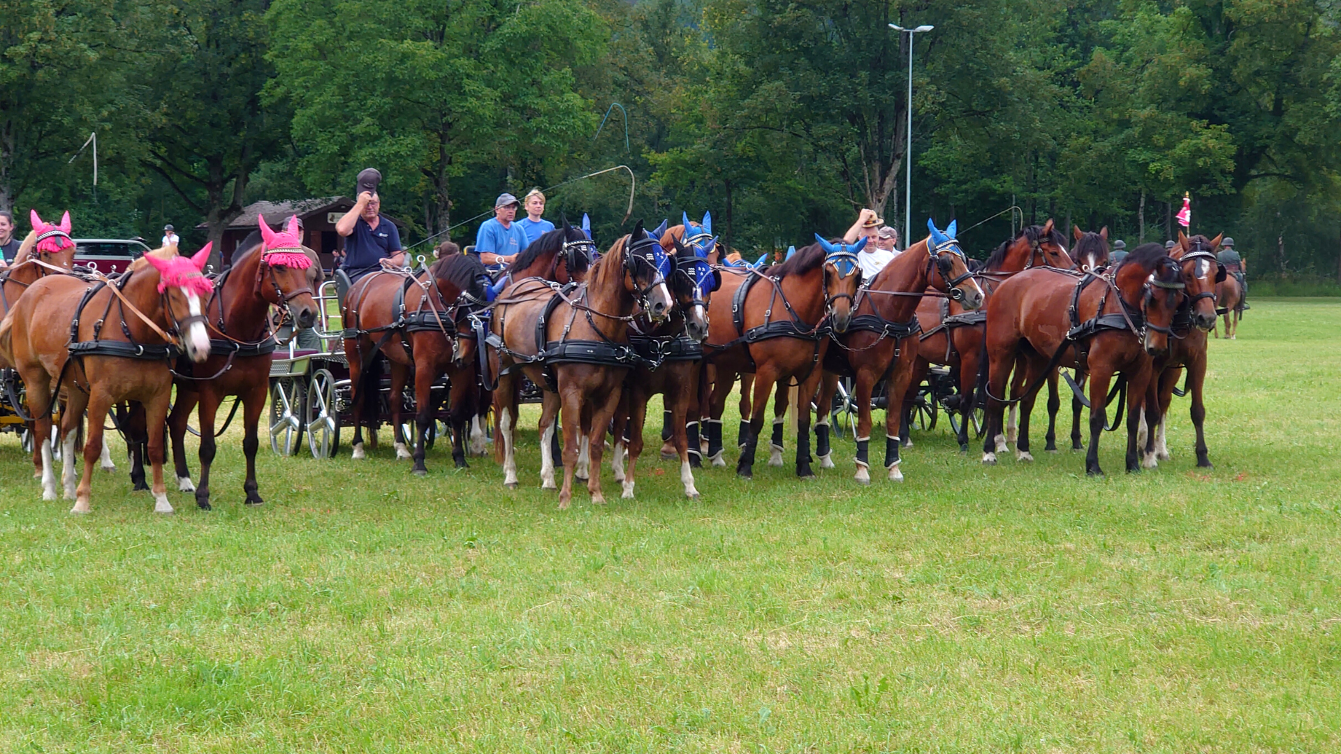 16 Pferde in Aktion für die Fahrquadrille am Marché-Concours