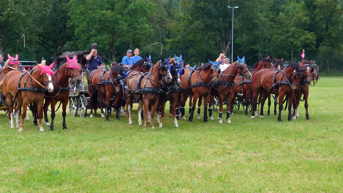 Anriss_MC 16 Pferde in Aktion für die Fahrquadrille am Marché-Concours