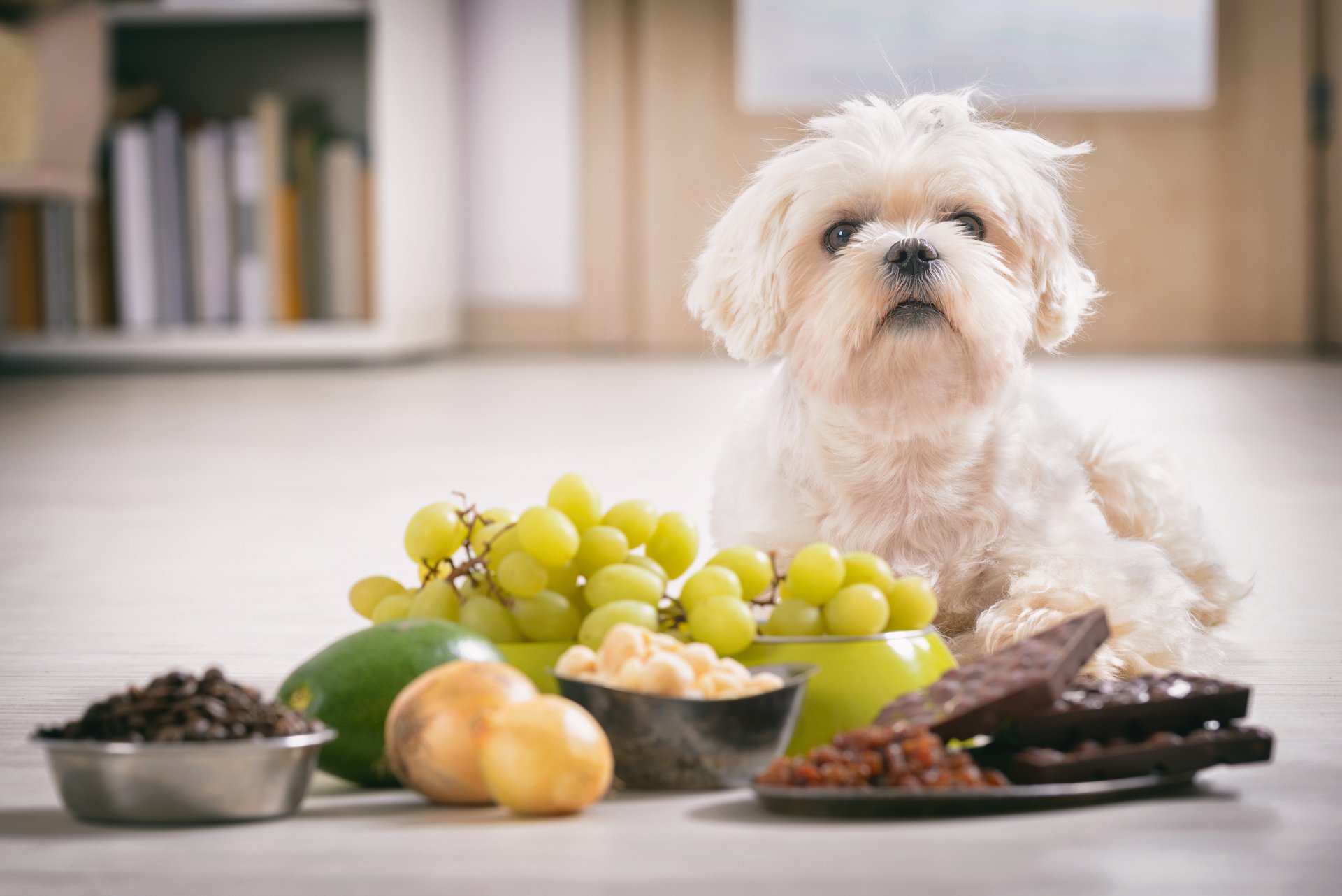 Das sollte Ihr Hund auf keinen Fall essen