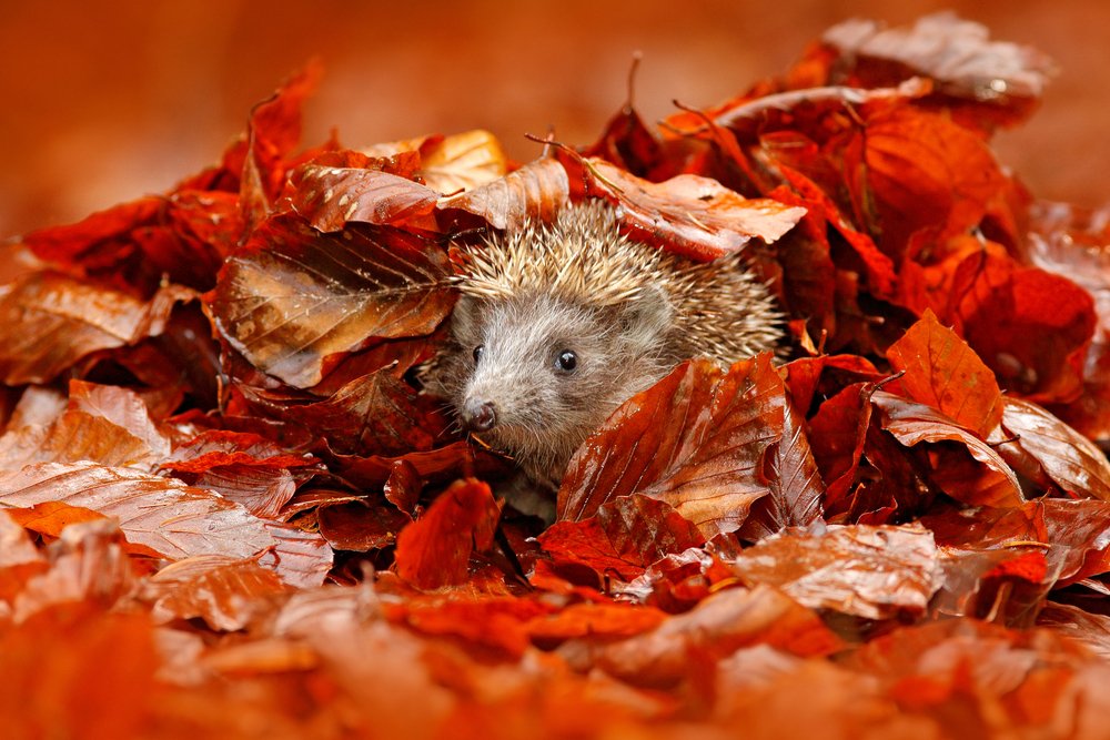 Tierfreundliches Gärtnern im Herbst