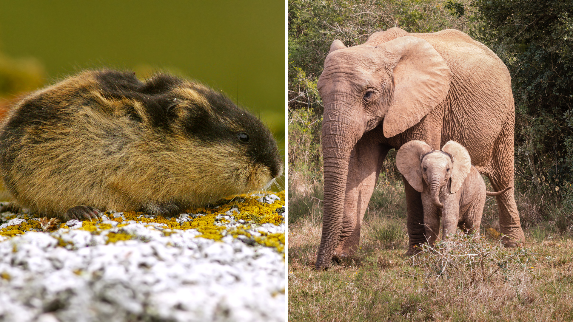 Welche Tiere können dem Klimawandel am besten widerstehen?
