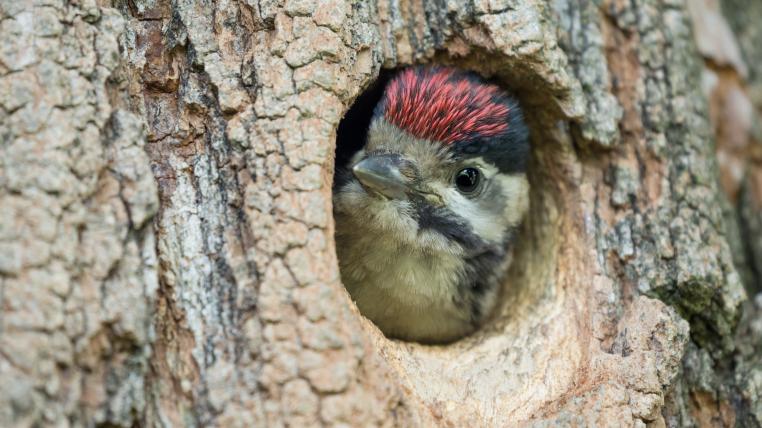 Junger Buntspecht guckt aus dem Baumloch