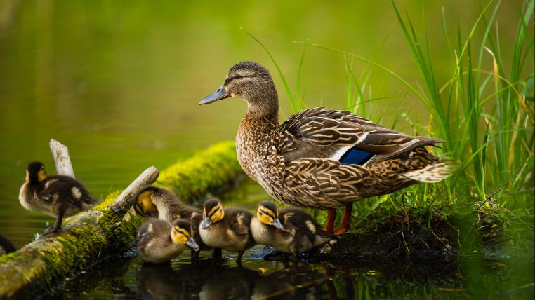 Entenfamilie