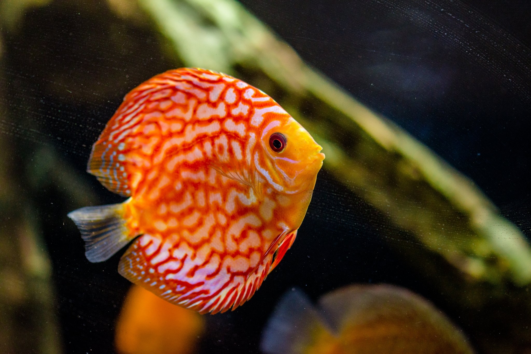 Diskusfisch ist Fisch des Jahres 2025