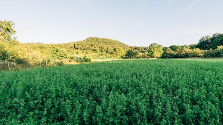 Landwirtschaftsflaeche.jpg