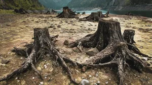 Gegen die Abholzung der Wälder wird nach Ansicht von 15000 Forschern zu wenig unternommen.