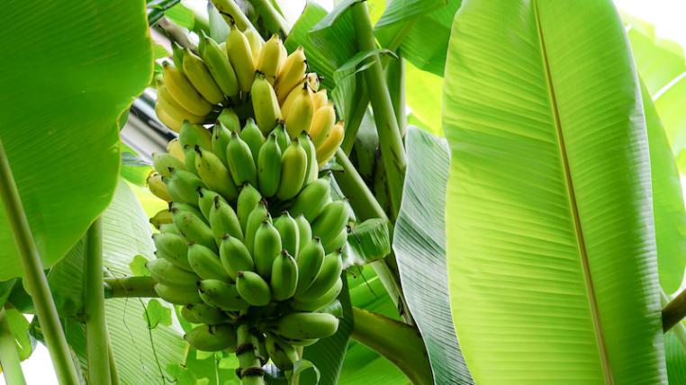 Bananenstauden