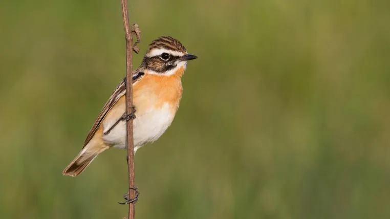 bd76399d0f2d1d66990938d78e01215da4aa0d9f Braunkehlchen auf Zweig