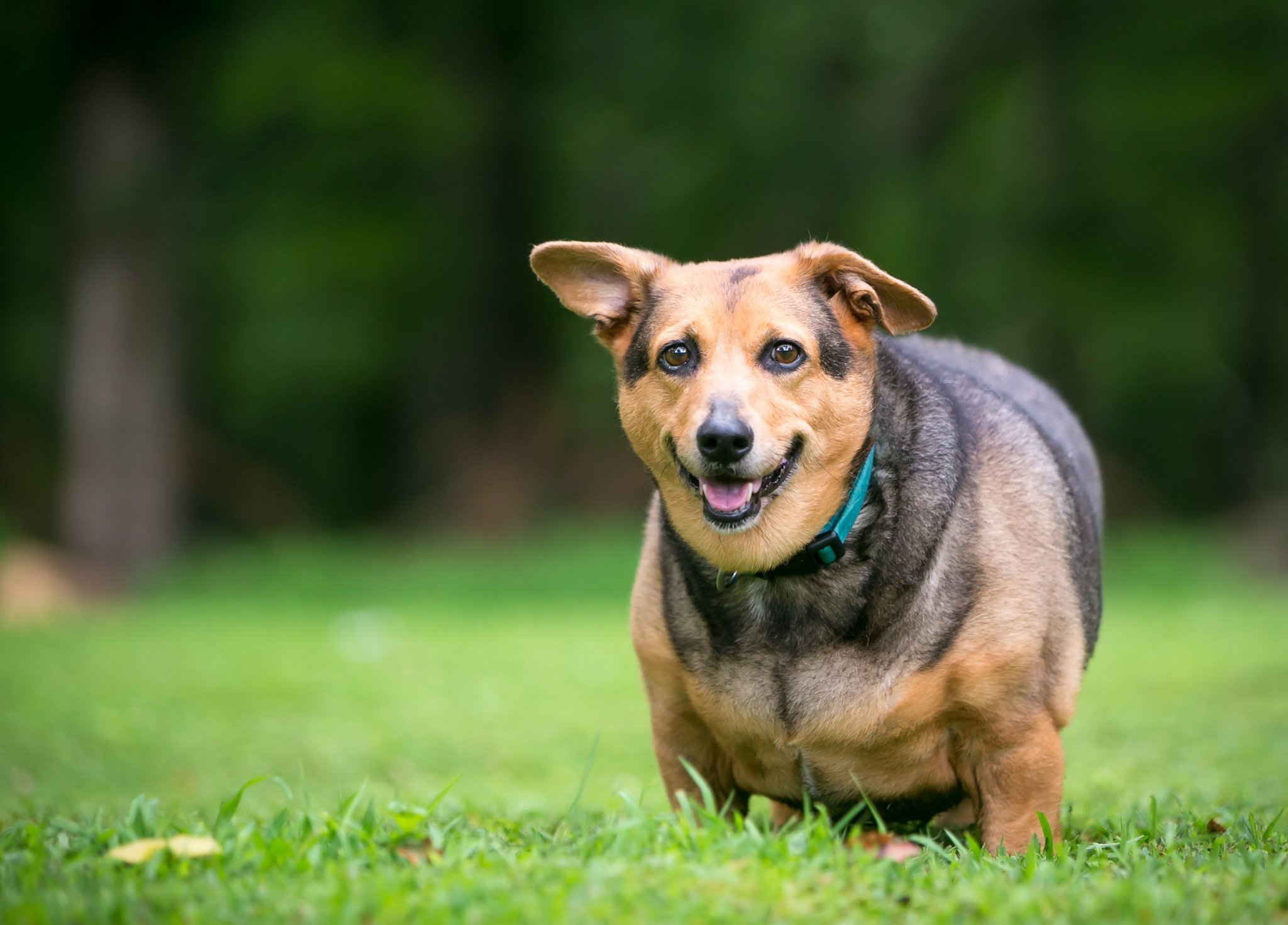 Übergewicht verkürzt Lebenszeit von Hunden