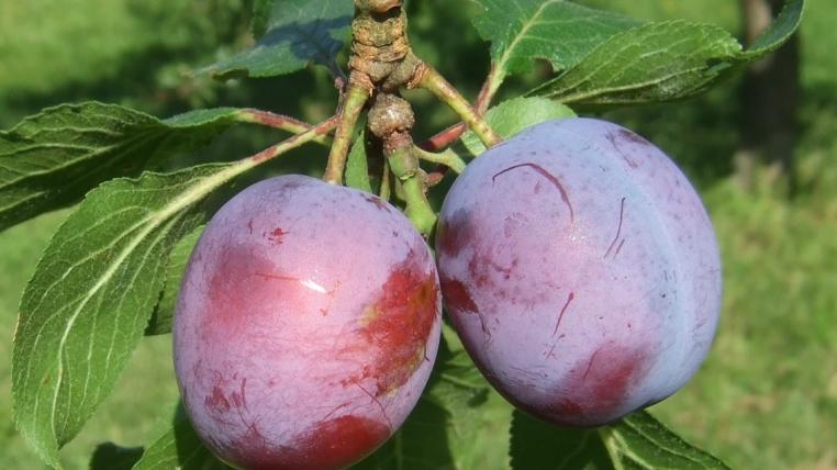 prune.jpg