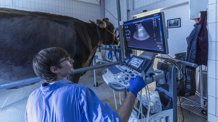0ea18749389a53775385e786455ad6527612d61e Kuh Sierra im Tierspital