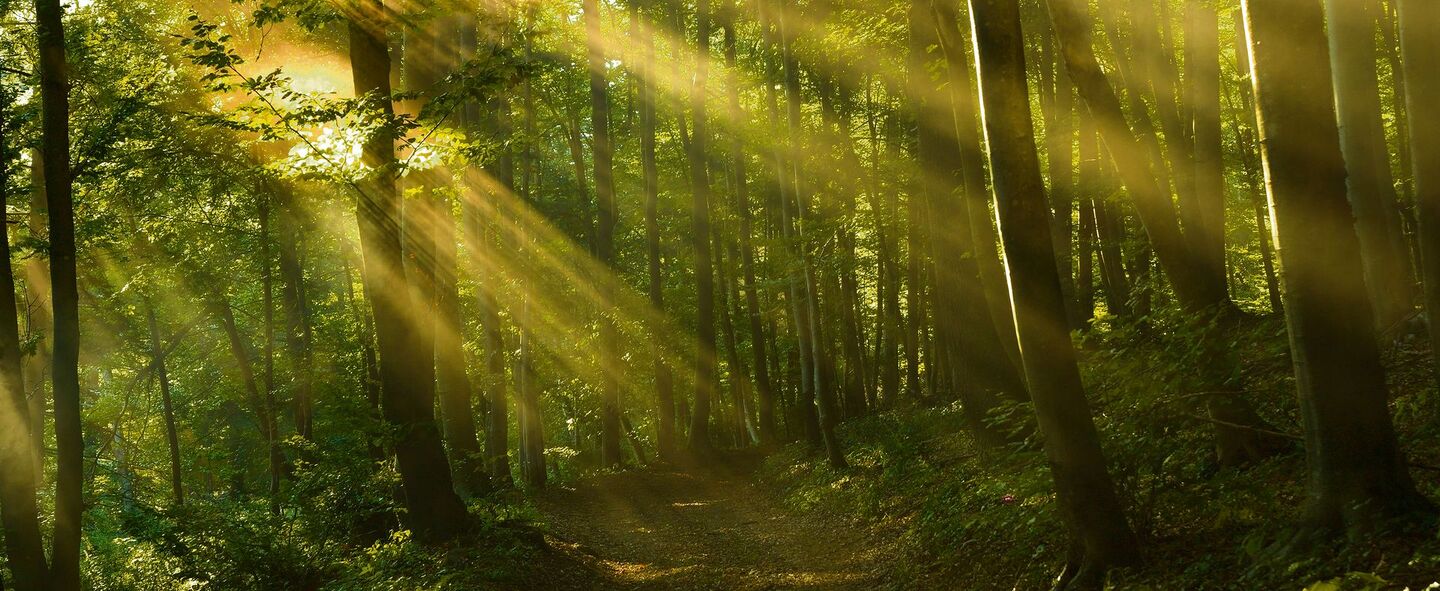 Wald