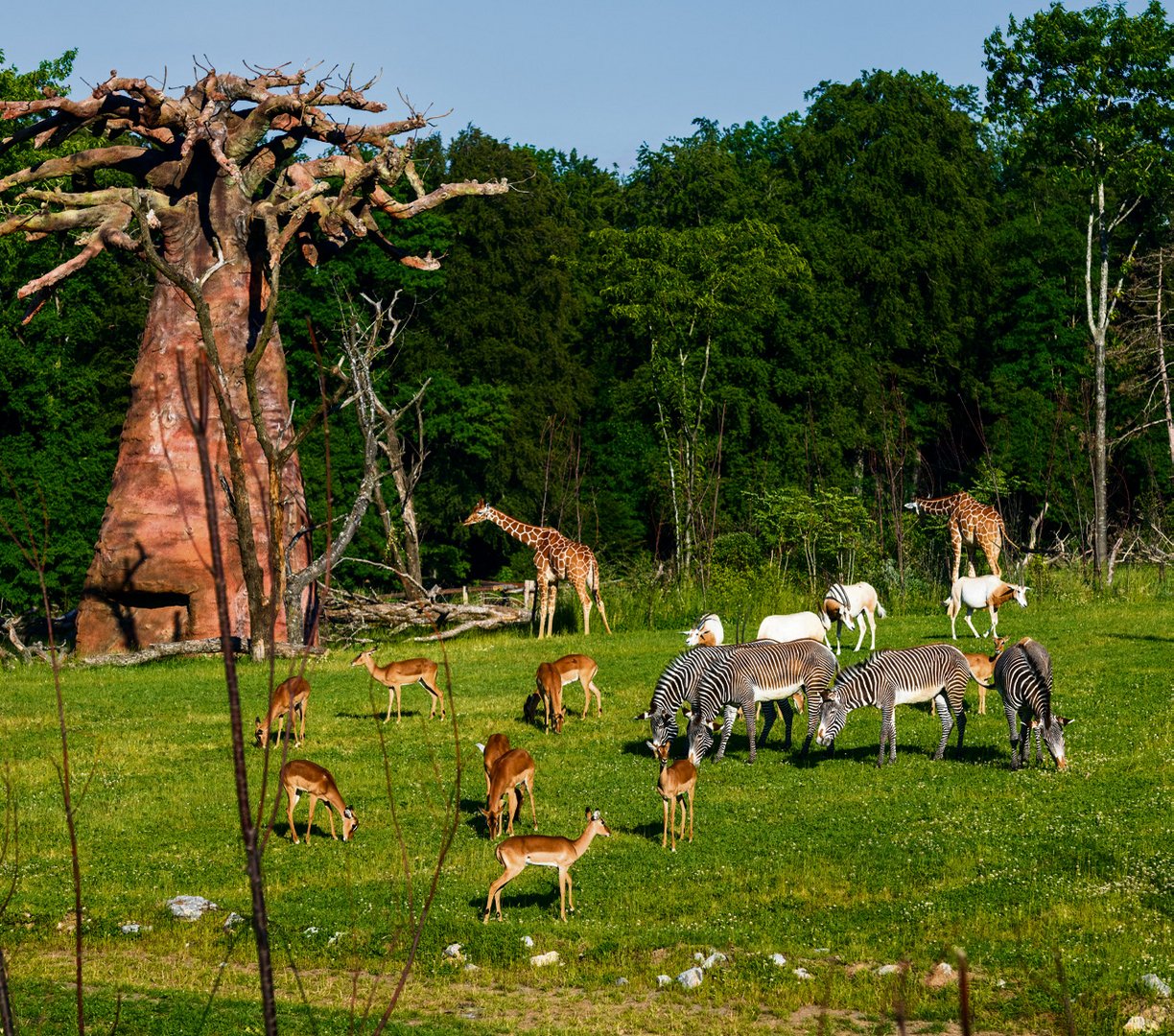 Stress im Zoo Zürich: Warum Nashorn und Zebra sich absichtlich in die Quere kommen