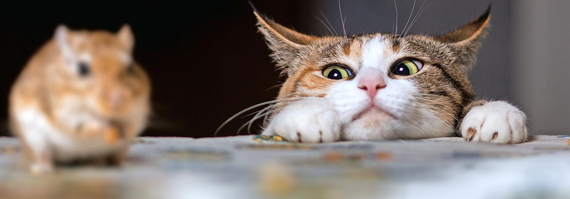 katze-jagdverhalten.jpg