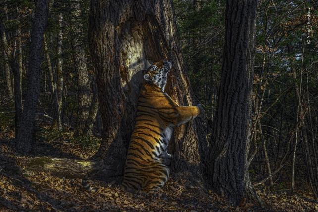 Wildlifephotographer of the Year 2020