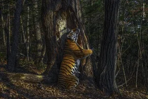 Gewinner des «Wildlife Photographer of the Year» und Gewinner der Kategorie «Tiere in ihrer Umwelt»: Ein seltener Amurtiger –die grösste Katze der Welt –reibt sich an einem Baumstamm, um sein Duftsektret zu hinterlassen.