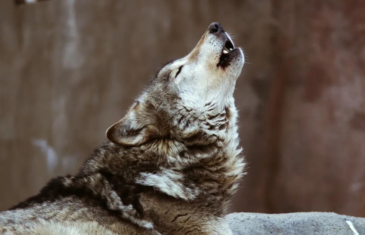 shutterstock_32899852 Nicht nur Heulen kann der Wolf, sondern auch Mucken und Jaulen..