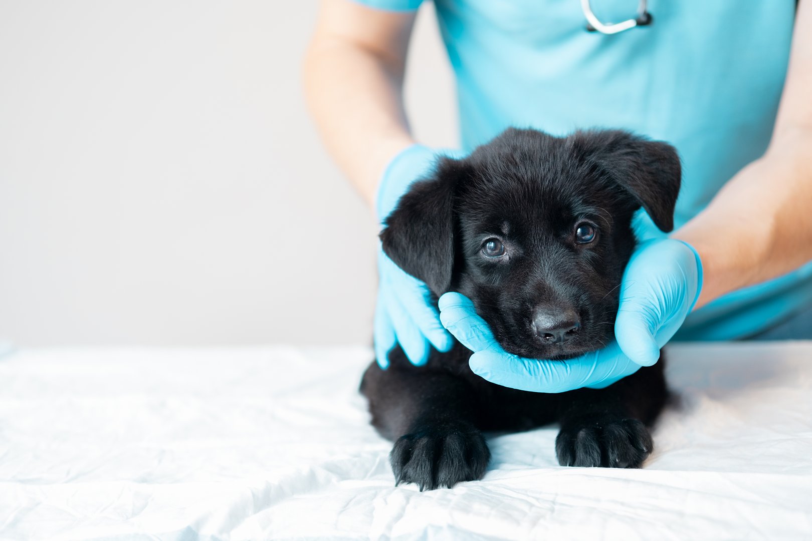 Tierarzt-Notfall: Diese Nummern helfen Haustieren in der Schweiz