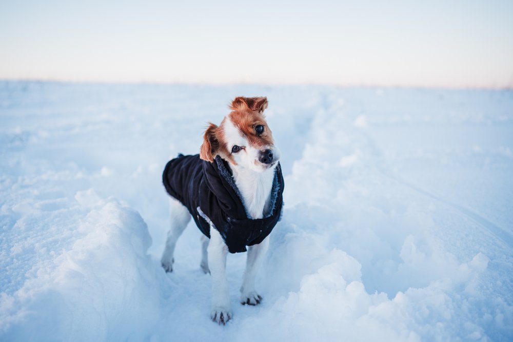 Winterwandern im Schnee mit dem Hund: Expertin gibt Tipps