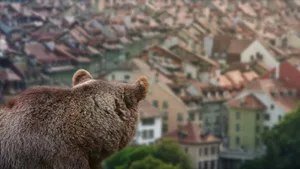 Da staunt selbst der Bär: Auch in der Schweiz bebt die Erde immer wieder, wie zuletzt in Bern (Themenbild).