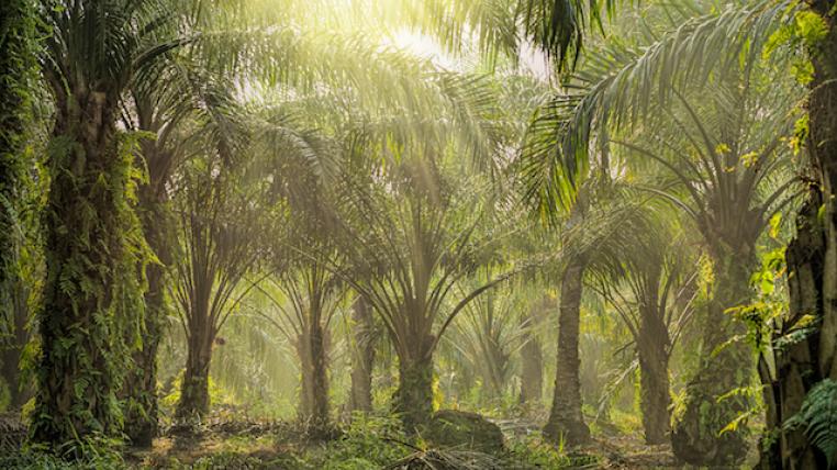 Palmöl