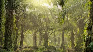 Palmölplantagen mögen auf den ersten Blick hübsch aussehen, stehen wegen der Abholzung von Regenwald in der Kritik.