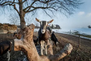 Winterfest: Ziegen können das ganze Jahr draussen bleiben.