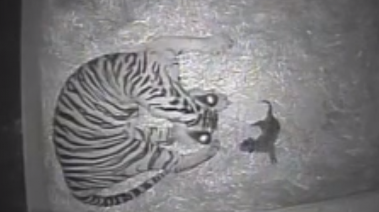 tigerbaby.png