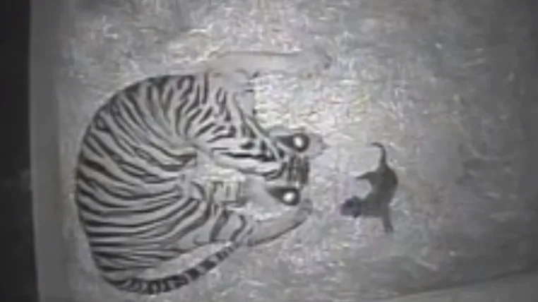 30b297151abb339b35887a34d4e7e6a97f386d0e tigerbaby.png
