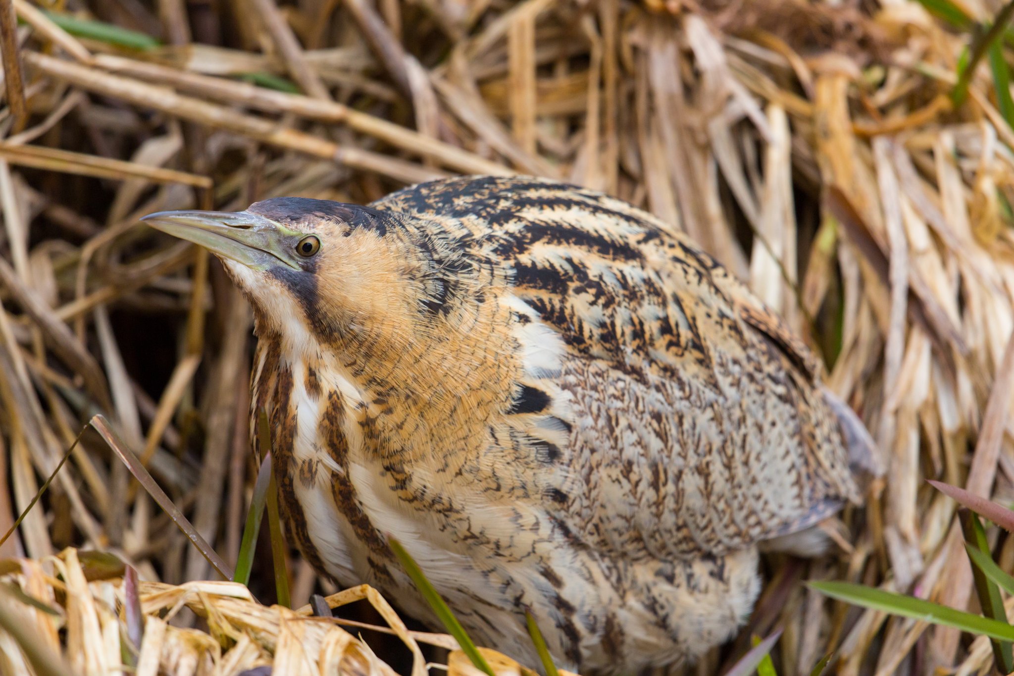Die seltsamsten Vogelstimmen