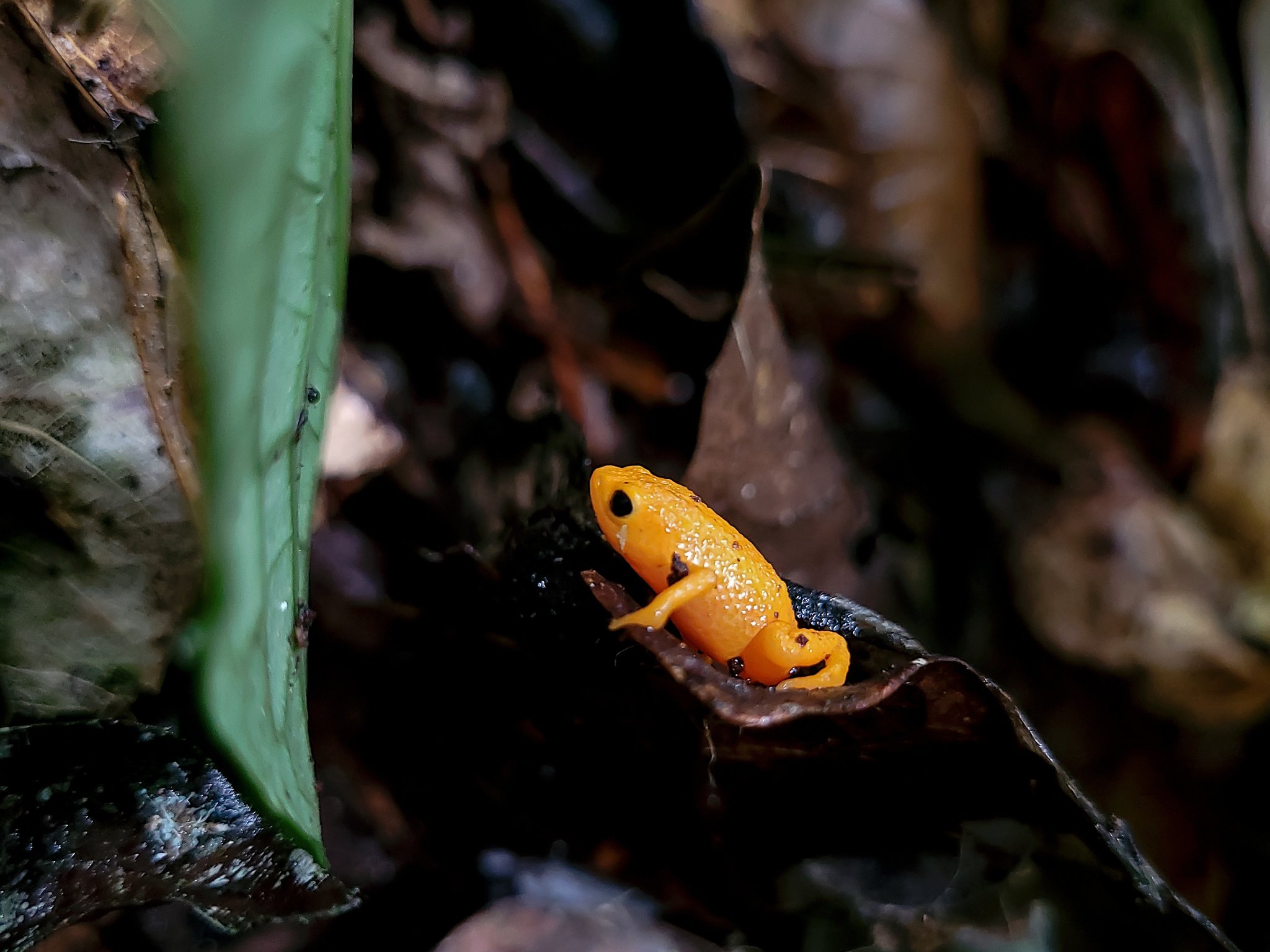 Dieser Frosch macht nur Bruchlandungen