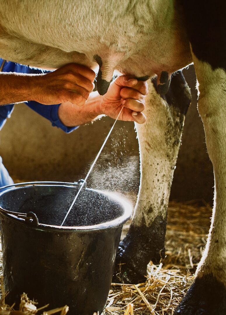 Die Vorteile von Rohmilch gegenüber industrieller Milch