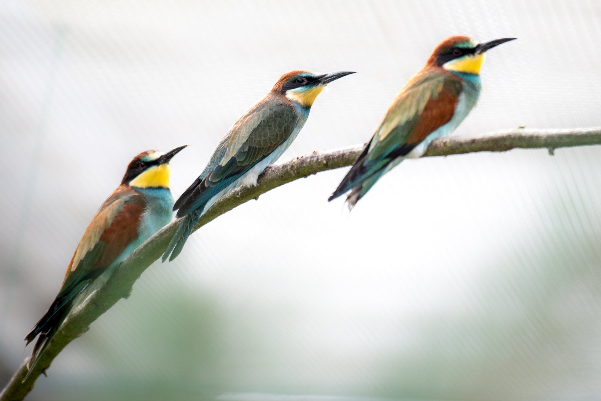 Aussergewöhnlicher Nachwuchs im Tierpark Bern
