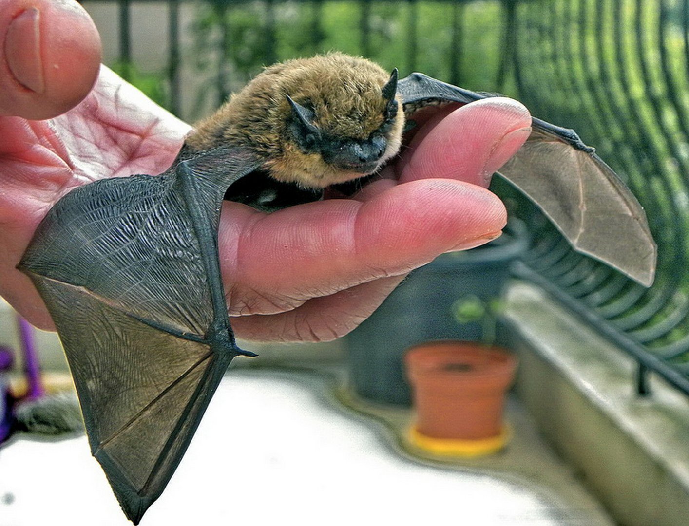 Die Alpenfledermaus zieht gegen Norden: Sichtungen in der Stadt Luzern und im Kanton Basel-Stadt