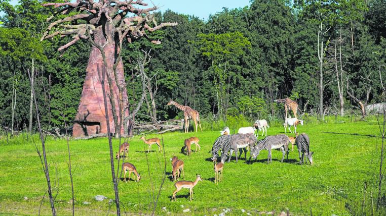 Lewa-Savanne im Zoo Zürich