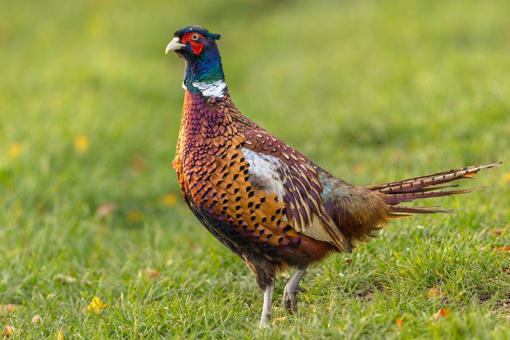 Warum Jagdfasane in der Schweiz immer seltener werden