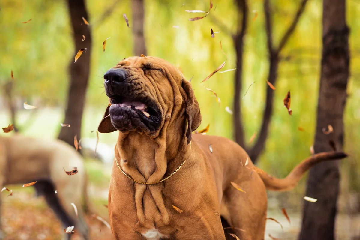 shutterstock_1256623288 Zwingerhusten bei Hunden: Ursache und Symptome