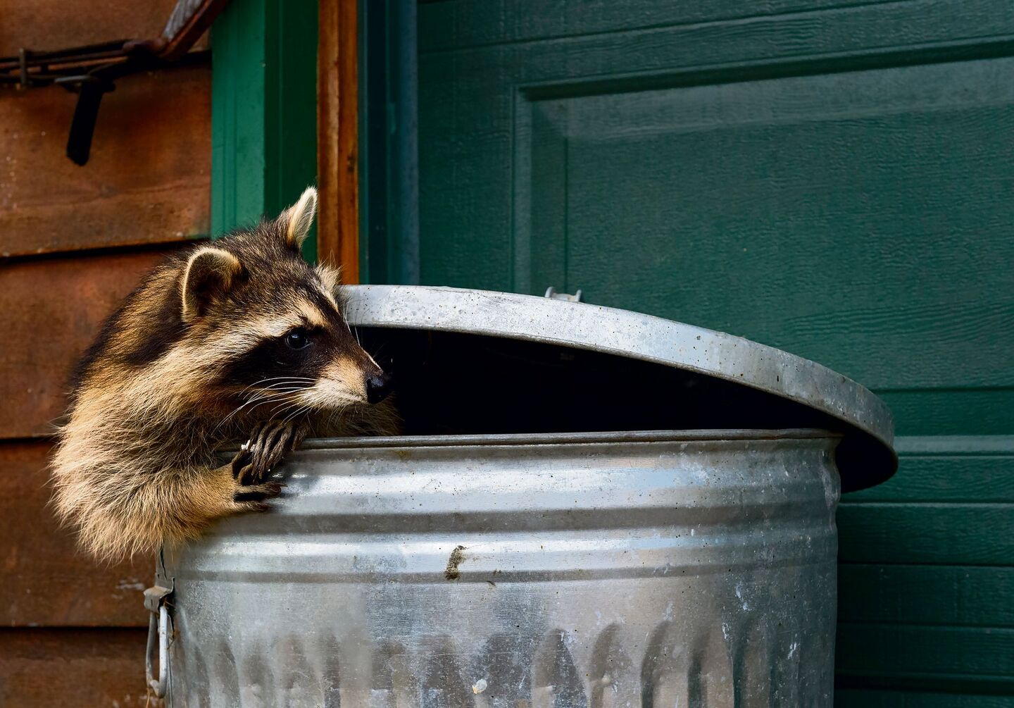 Waschbär