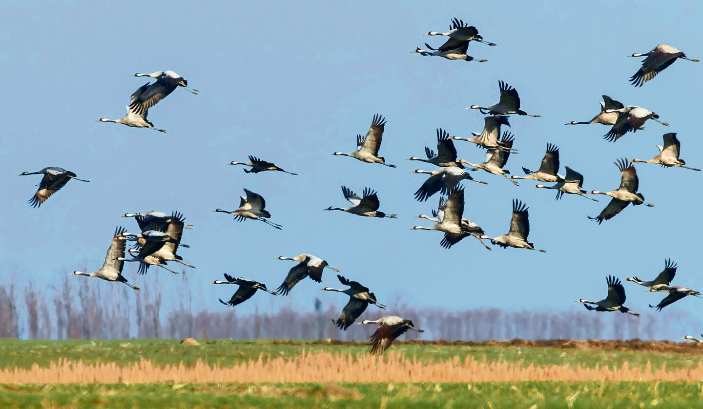 fliegen über ein Feld.