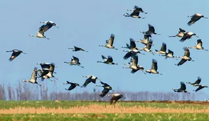 Kraniche fliegen über ein Feld.