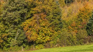 Die Ansichten über die Waldpflege auf dem Uetliberg gehen auseinander: Der Verein Pro Uetliberg stört sich daran, dass auch grosse, alte Bäume gefällt werden.