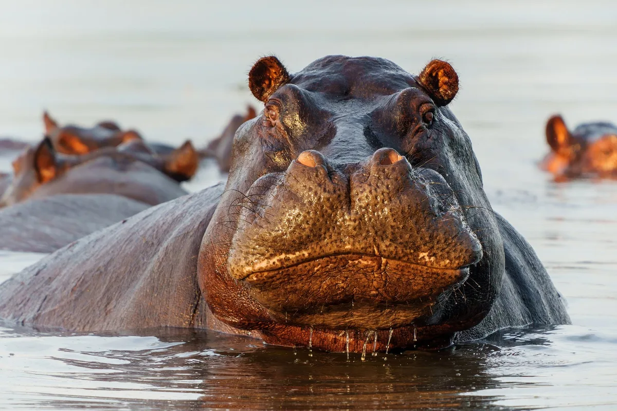 hippo Escobars Nilpferde werden zur Plage