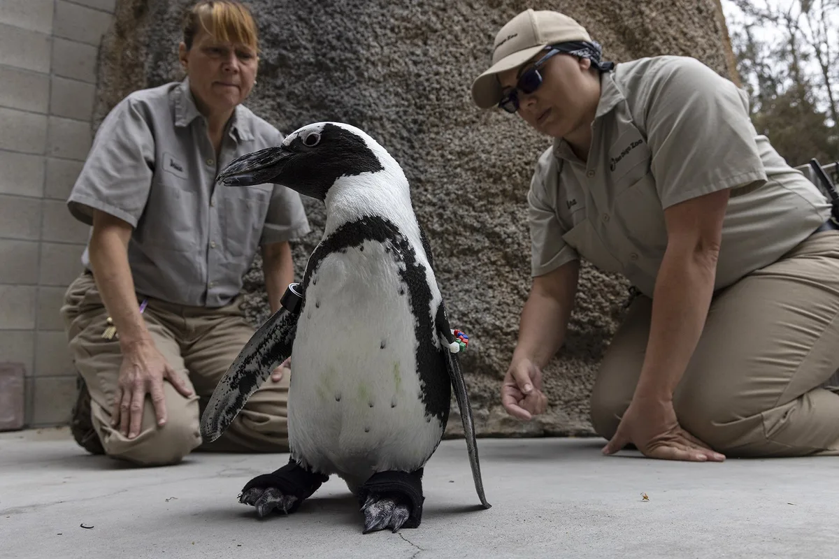 T22_0263_026 Pinguin kann dank Schuhen wieder richtig watscheln
