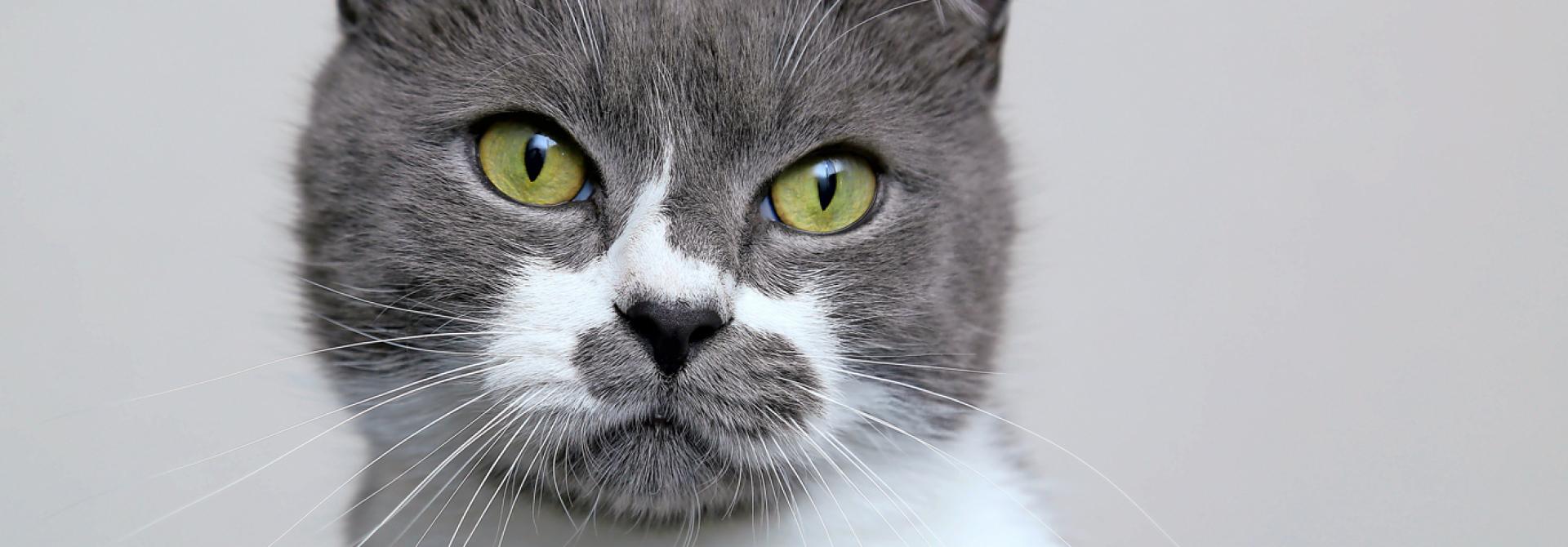 katze-charakter.jpg