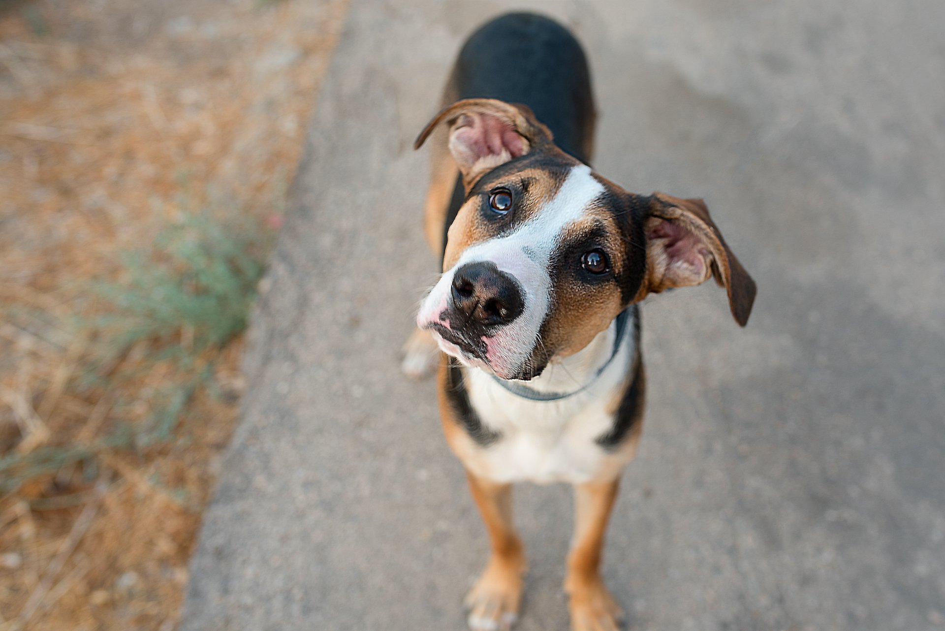 Warum Hunde manchmal auf den falschen Namen reagieren